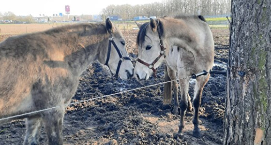 De avonturen van Sally en Lucy, de weg naar een beter leven