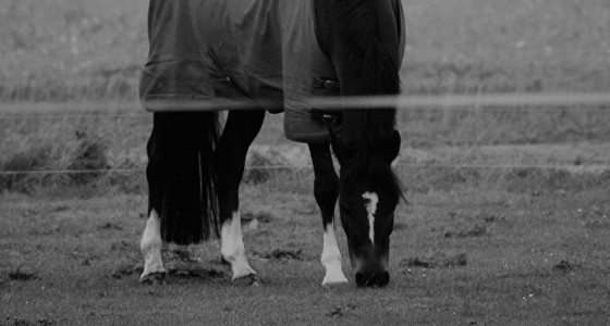 [BLOG] Wij paardenmensen zijn gezegend : Kijk door mijn ogen