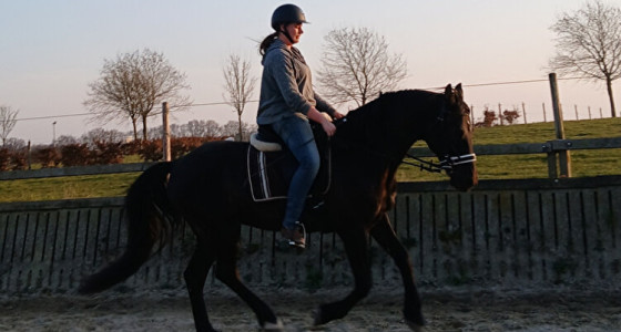 Western goes dressage en lol met je knol